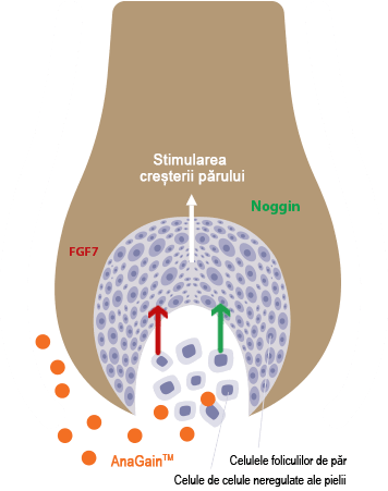Locerin Scheme